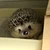 けわしまる