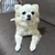 ちわわ