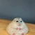 HARUBOB