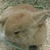 がくにゃん