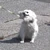 チワワ