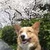 みかんまる