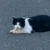 せかいへいわ