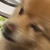 ざいす
