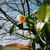 camelia
