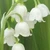 ミュゲ
