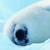 おもち
