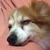 あさり