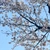 美桜