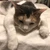 ふな