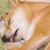 ぽぽた