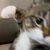あや