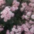 rieeeee_4