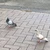 のこ