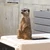 ミウラ