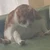 キングちび