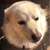 よこお