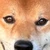しゅうと