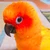 きゃべつ