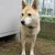 kazu