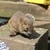 みかーん