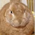 うさたろう