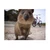 bbear