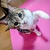 ちんちゃん