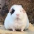 もん