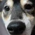 かえで
