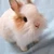うさ丸