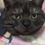 カワウソのアイサツ