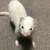 香月