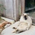 ねこさん