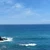 河豚