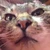 チッピロ