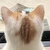 ひーたん
