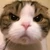 そーりーまむ