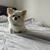 チ