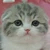 ねこ