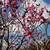 ume