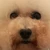 hono
