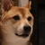 HiDetune