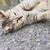ゆきな