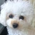 犬さん