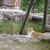 かっしー