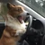 CorgiWong