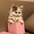 shiho