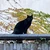 猫丸