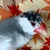 うまこ